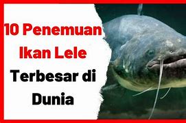 Ikan Lele Terbesar